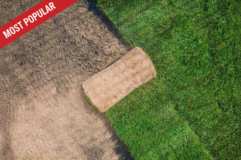 Arena Turf - High quality garden lawn turf